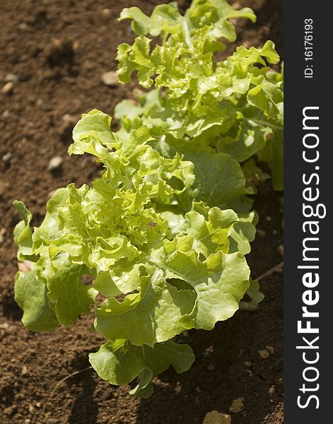 Lettuce Growing