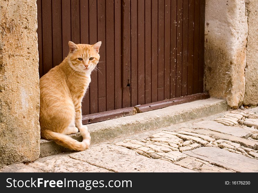 A rural cat sits in front of house. A rural cat sits in front of house.