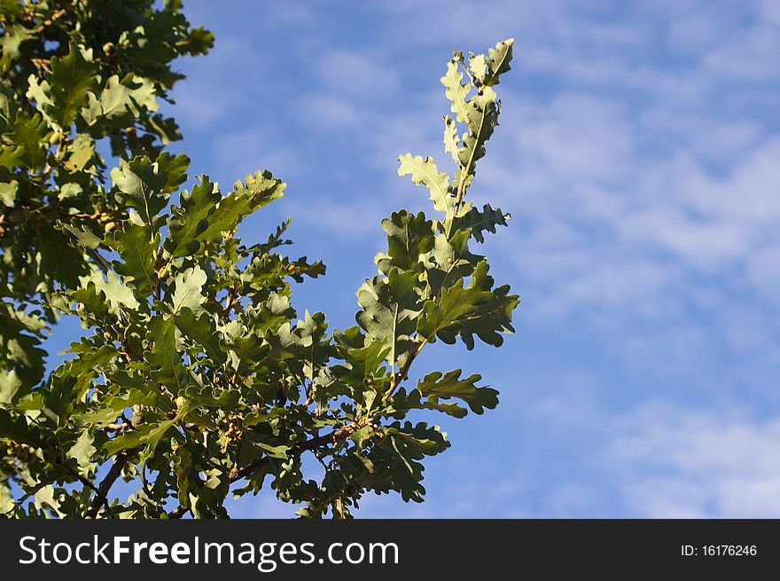 Background of green oak leaves with sky and clouds. Background of green oak leaves with sky and clouds.