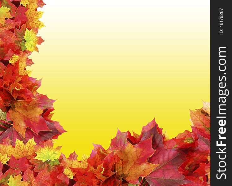 Autumn maple foliage on empty yellow background. Autumn maple foliage on empty yellow background
