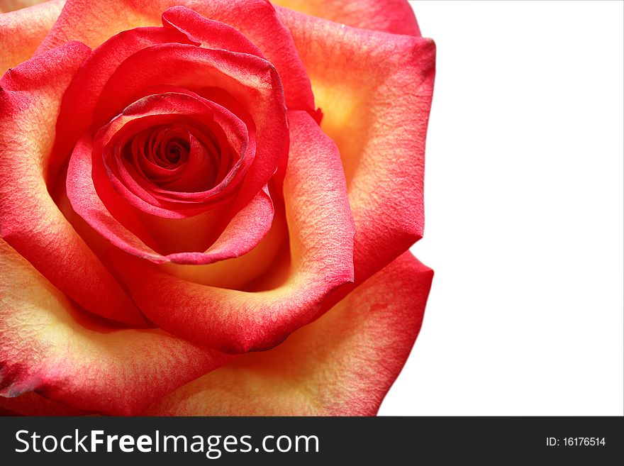 Closeup of nice motley rose isolated on white with clipping path and copy space. Closeup of nice motley rose isolated on white with clipping path and copy space