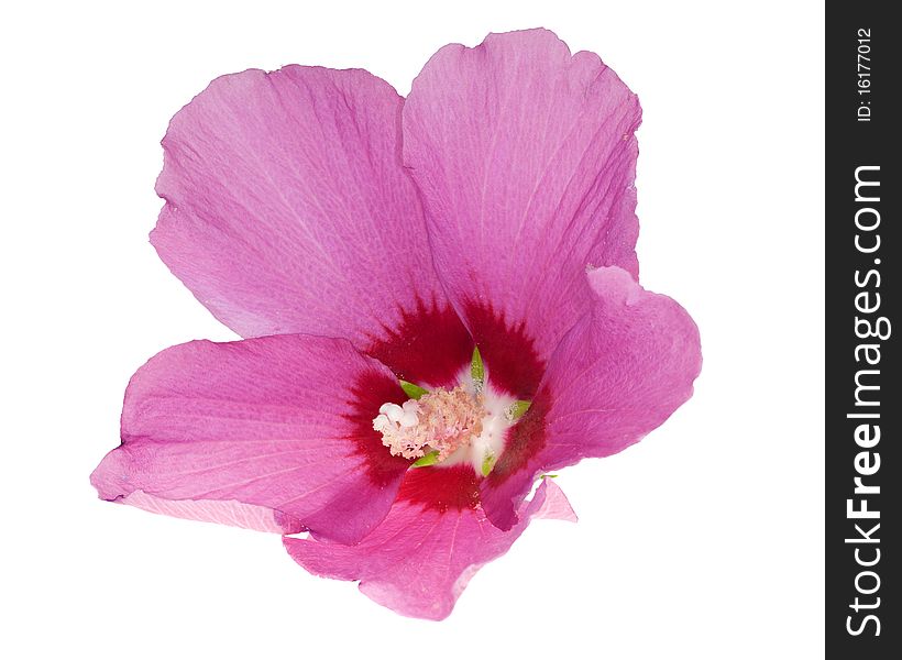 Beautiful isolated pink flower