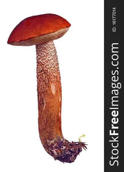 Bright Isolated Orange-cap Mushroom