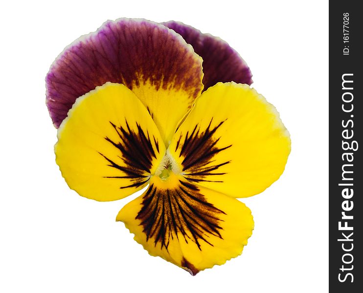 Lilac and yellow pansy isolated on white background. Lilac and yellow pansy isolated on white background
