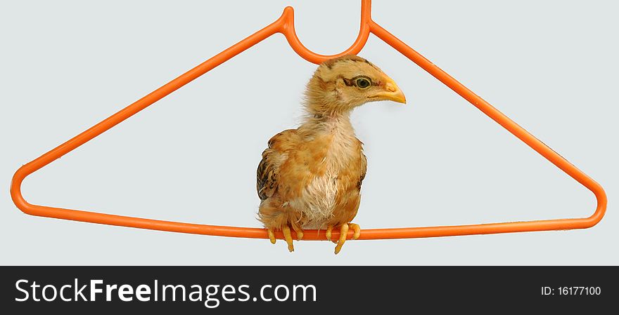 Lovely chicken rooster with coat-hanger for sale