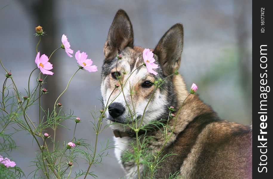 Dog on a nature with flowers. Dog on a nature with flowers