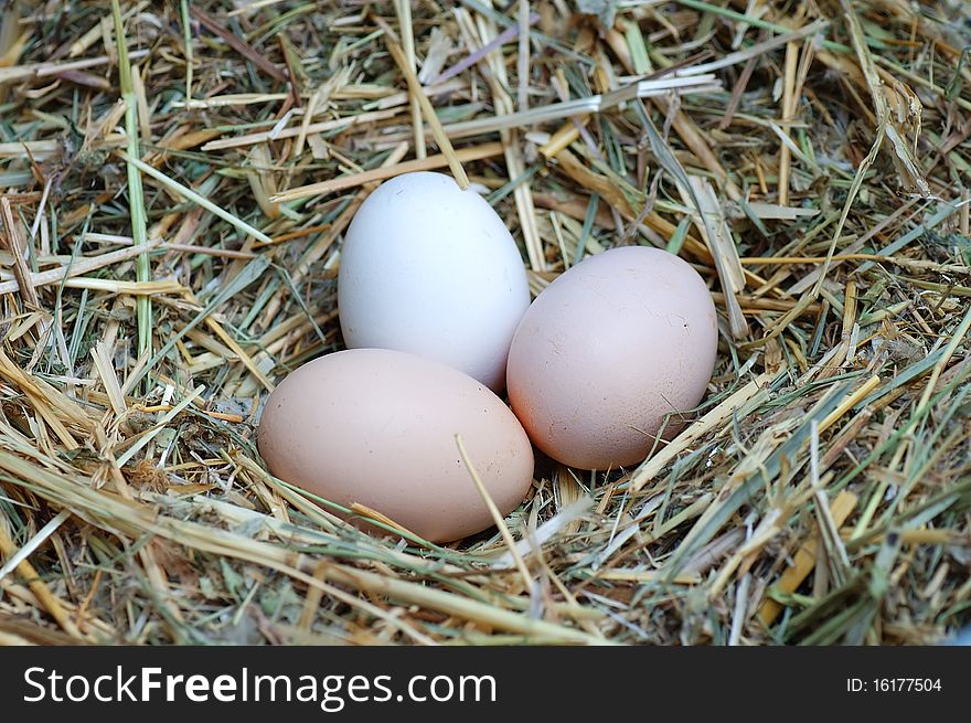 Colour eggs in a nest from straw close up. Colour eggs in a nest from straw close up.