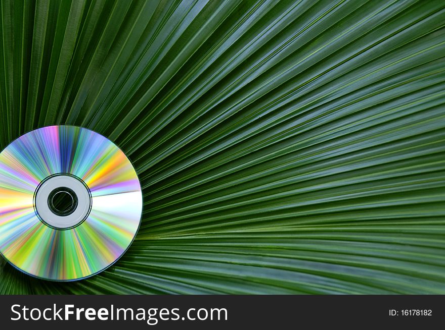 Colorful CD Against Palm Leaf