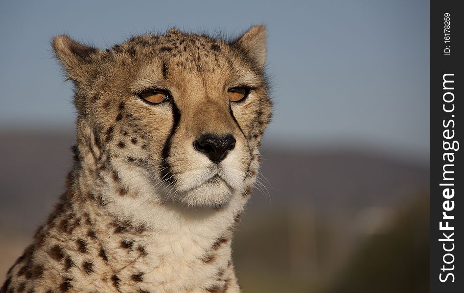 A cheetah with its eyes like amber. A cheetah with its eyes like amber