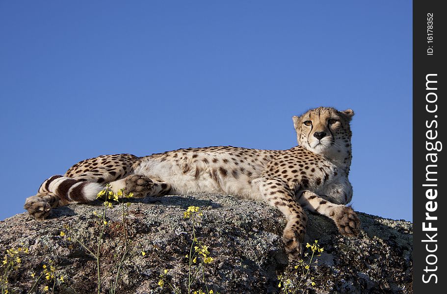 A cheetah laying in the sun on a rock. A cheetah laying in the sun on a rock