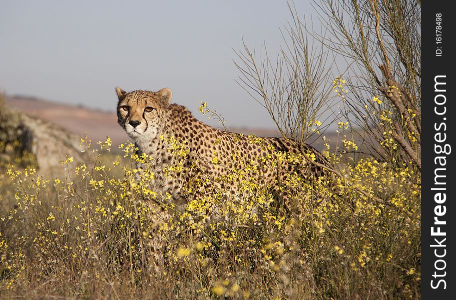 A cheetah walking in a meadow behind flowers. A cheetah walking in a meadow behind flowers