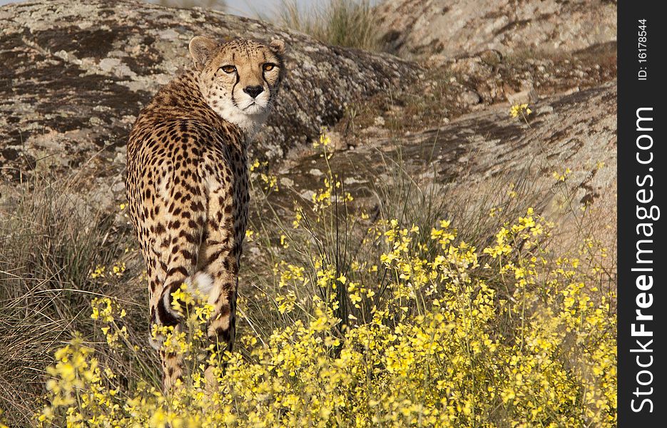 A Cheetah That Is Looking Back