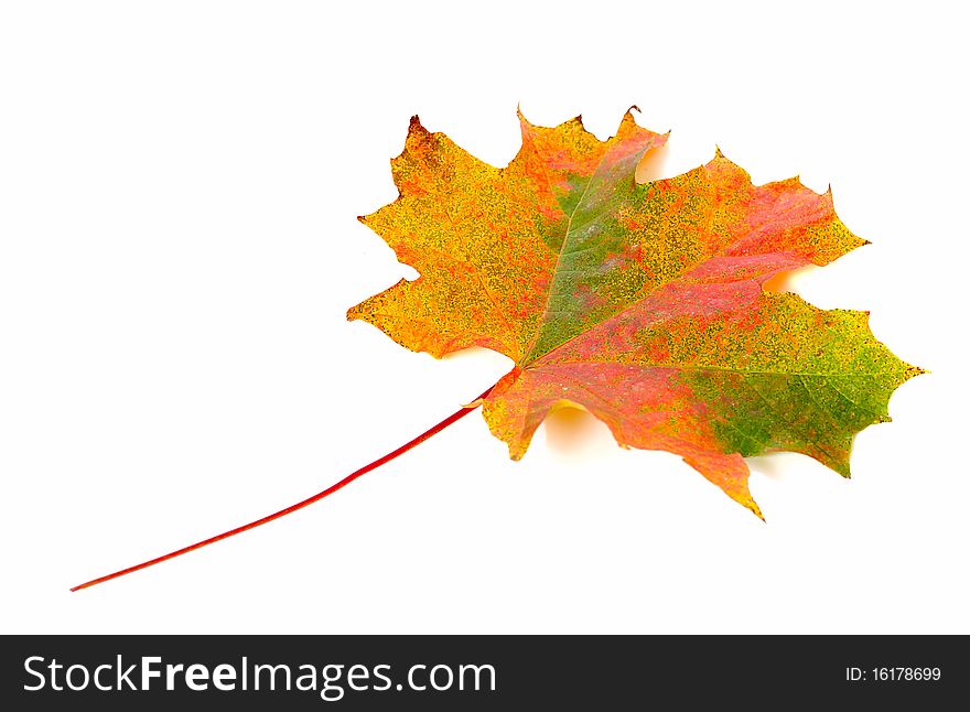Tricolored maple autumn leaf isolated on white background