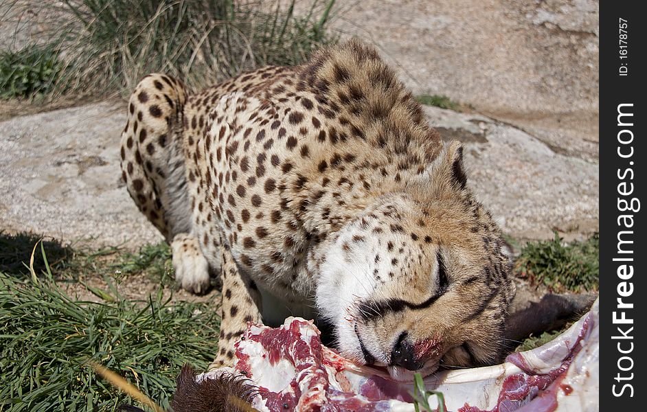 Eating Cheetah