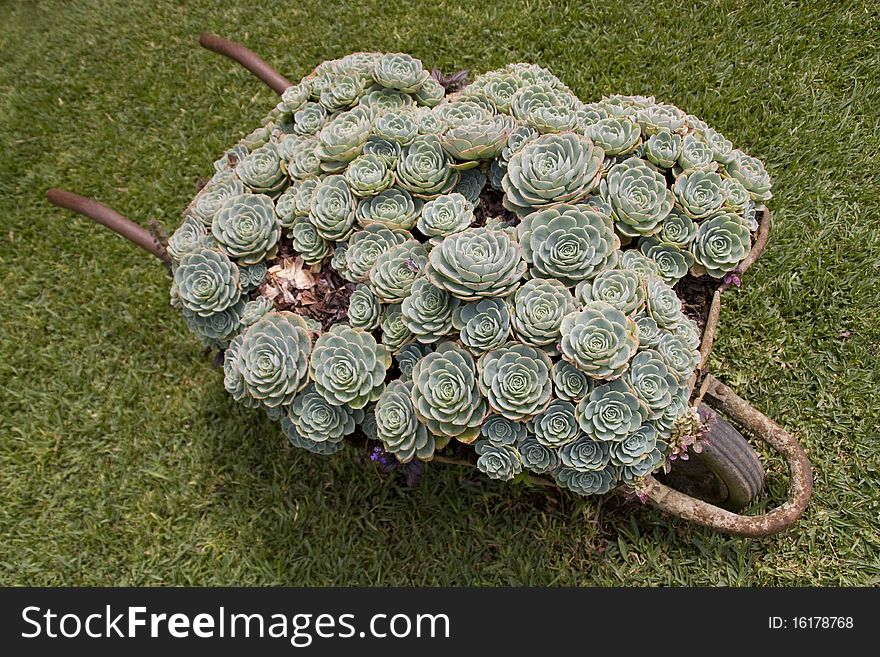 Ornamental wheelbarrow full of flowers