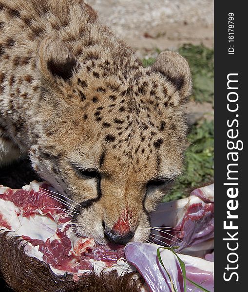 Eating Cheetah