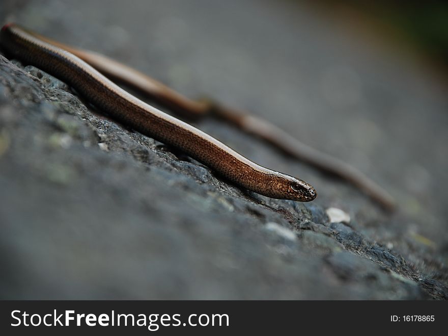 Slow-worm on a gilsonite road
