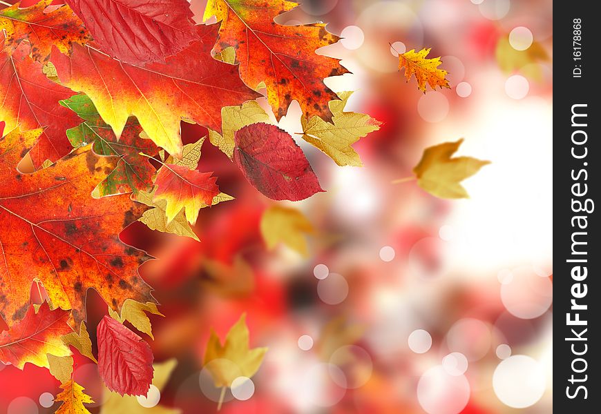 Falling leaves with blur shiny background. Falling leaves with blur shiny background