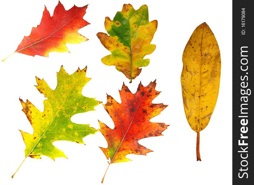 COllection of coloured autumn leaves on white background