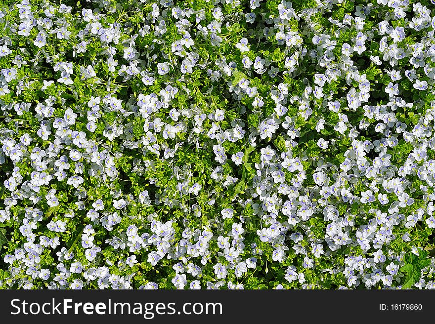 Flower background of small white flowers