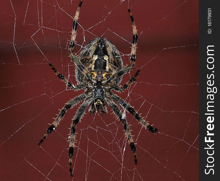 A large garden spider making a web