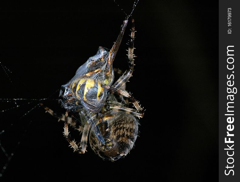 A large garden spider making a web. A large garden spider making a web