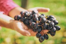 Bunch Of Blue Wine Grapes In The Hands Of The Winemaker. Stock Photo Bunch Of Blue Wine Grapes In The Hands Of The Winemaker. Stock Photo