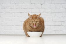 Funny Ginger Cat Licking His Face Next To A Food Bowl. Royalty Free Stock Photography Funny Ginger Cat Licking His Face Next To A Food Bowl. Royalty Free Stock Photography