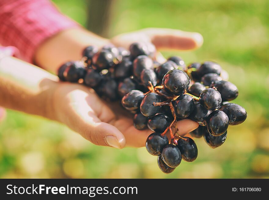 Bunch Of Blue Wine Grapes In The Hands Of The Winemaker.