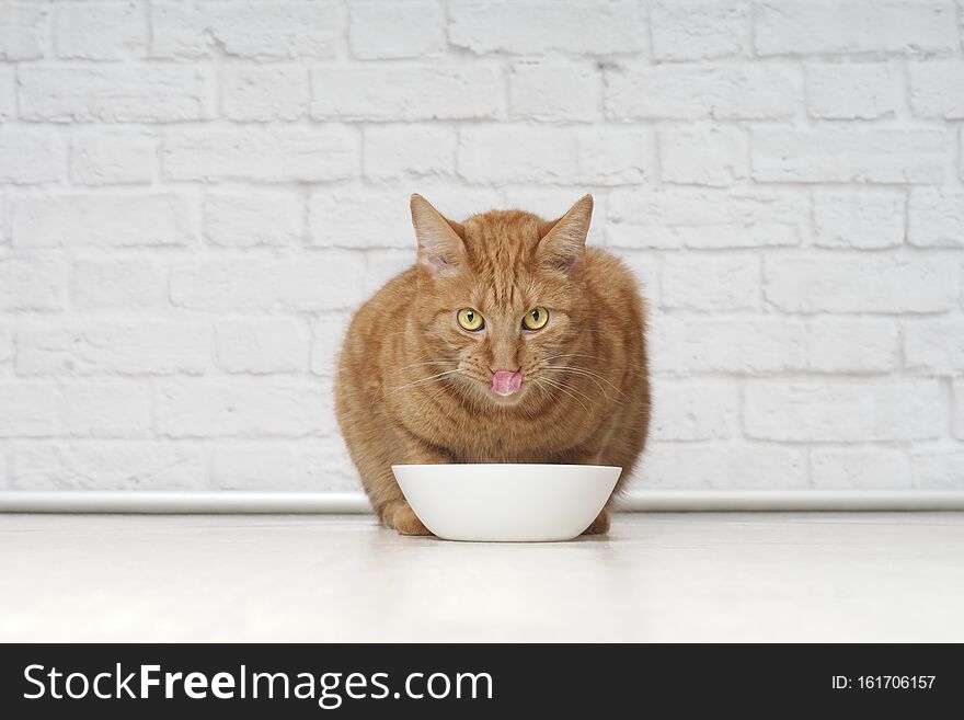 Funny ginger cat licking his face next to a white food bowl. Horizontal image with copy space. Funny ginger cat licking his face next to a white food bowl. Horizontal image with copy space.