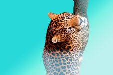Leopard Is Swimming On A Blue Background Stock Photography Leopard Is Swimming On A Blue Background Stock Photography