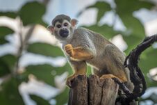 Common Squirrel Monkey, Saimiri Sciureus, A Species Of Squirrel Monkey From Guiana, Venezuela, Brazil. Animals In Natur Reserve Stock Photography