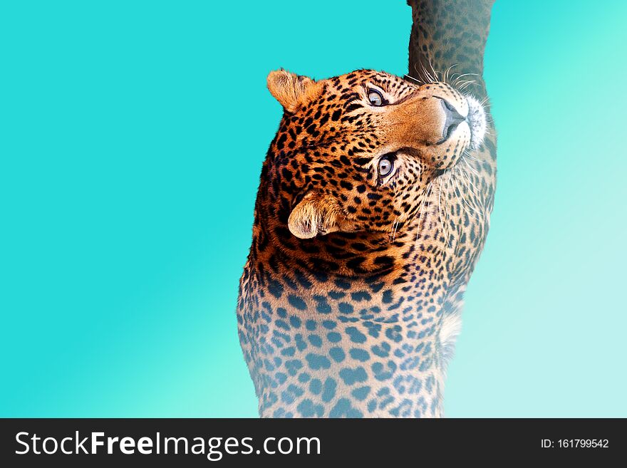 Leopard is swimming on a blue background, exclusive