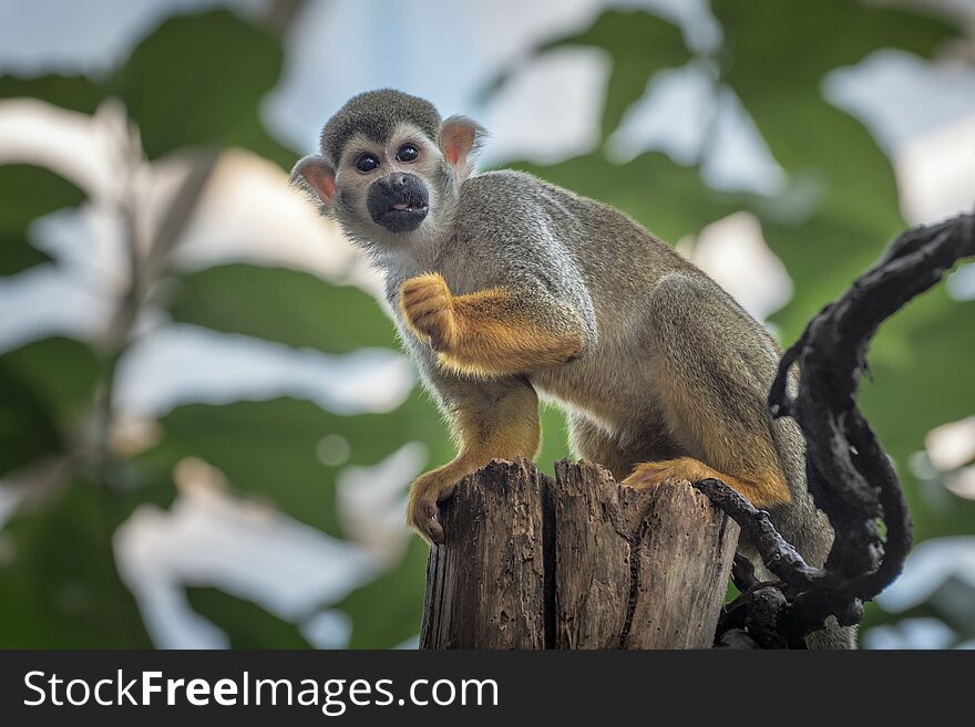 Common squirrel monkey, Saimiri sciureus, a species of squirrel monkey from Guiana, Venezuela, Brazil. Animals in natur reserve