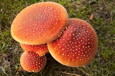 Amanita Muscaria Stock Photo Amanita Muscaria Stock Photo