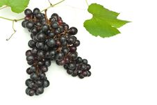 Branch Of Grape Vine Stock Image