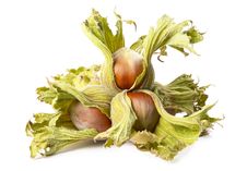 Four Hazelnuts Stock Photography Four Hazelnuts Stock Photography