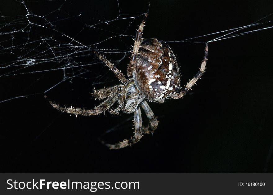 A large garden spider making a web. A large garden spider making a web