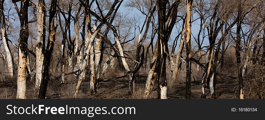 The burned down wood, trees thuranga, branches
