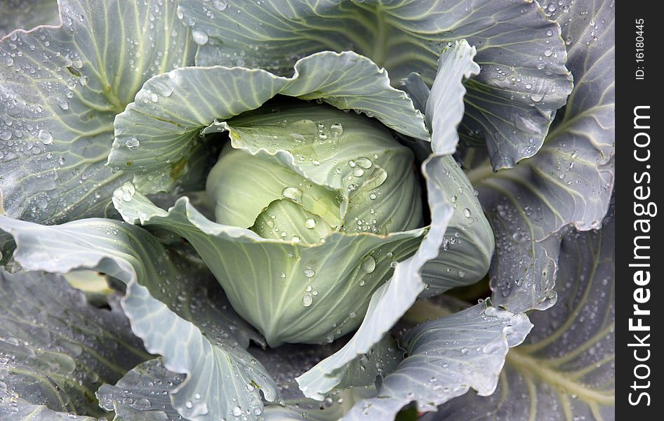 Cabbage head growing on the vegetable bed