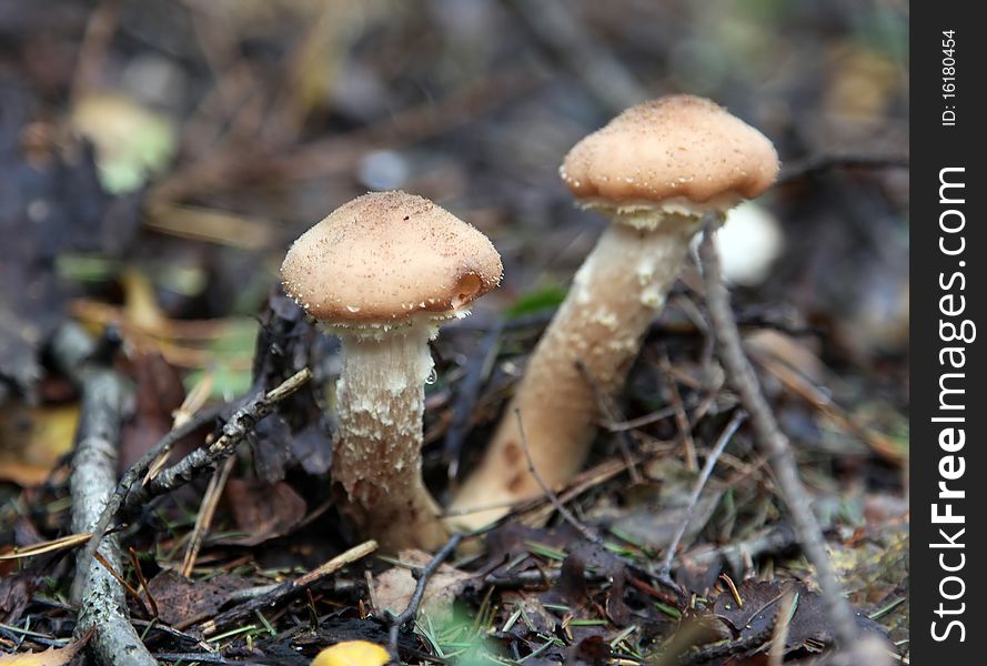 Mushrooms honey agaric in wood among dry leaves and branches