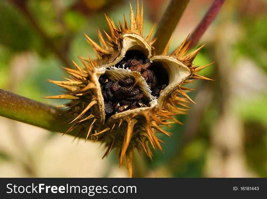 Close up of a prickly plant. nature