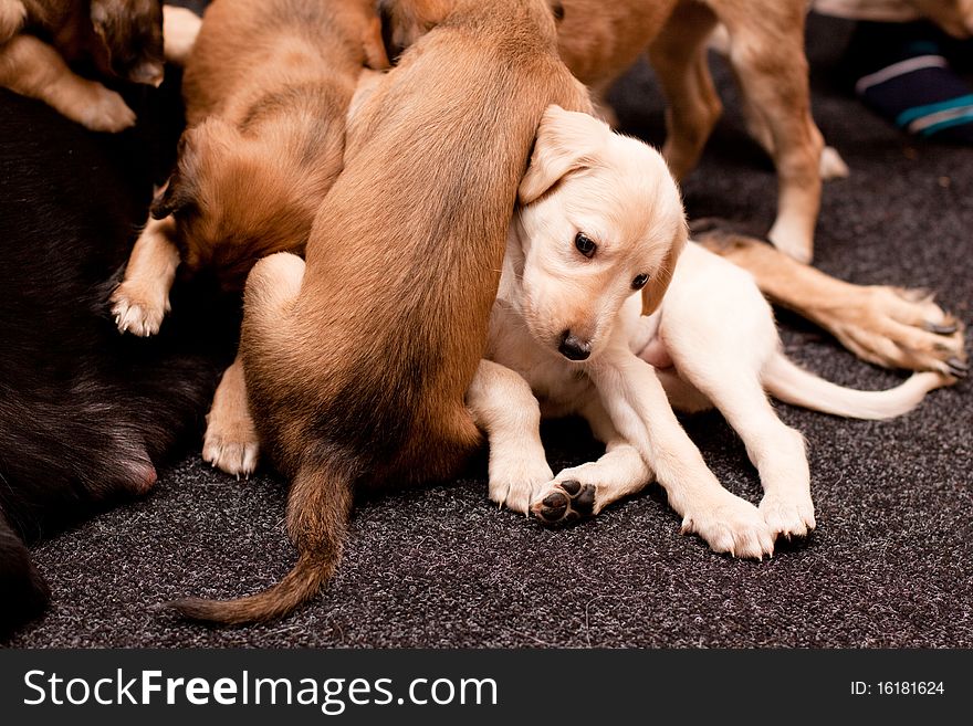 Playing saluki pups on dark carpets