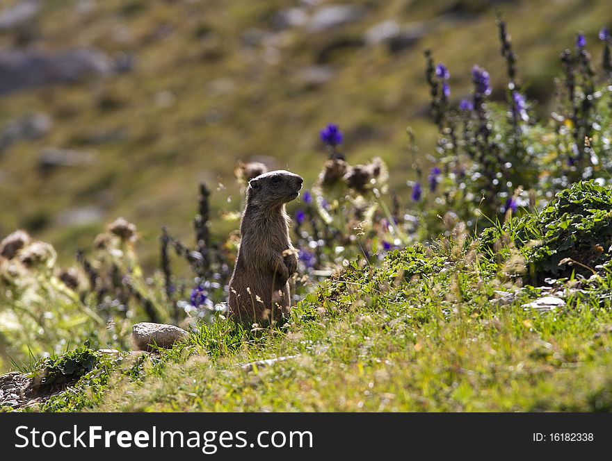 Groundhog in a mountain meadow. Groundhog in a mountain meadow