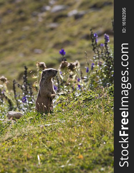 Groundhog in a mountain meadow. Groundhog in a mountain meadow