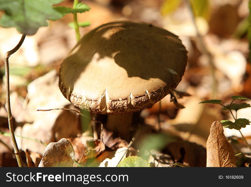 Tucked mushroom in autumn forest