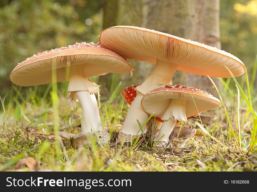 A Amanita muscaria mushroom close-up