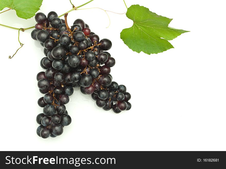 Branch of grape vine on white background