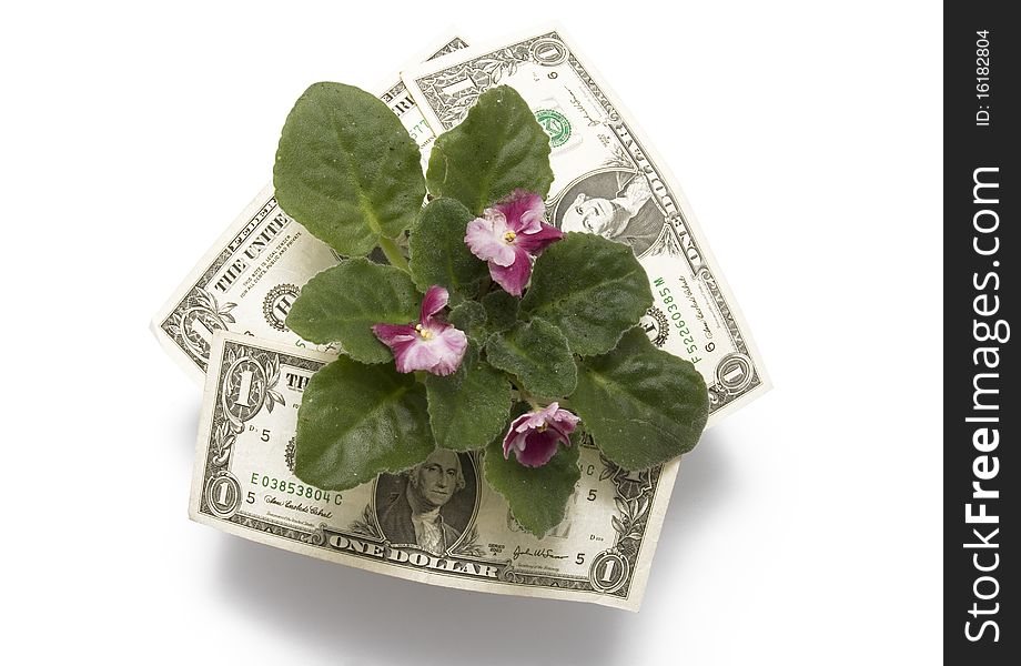Flower and money on white