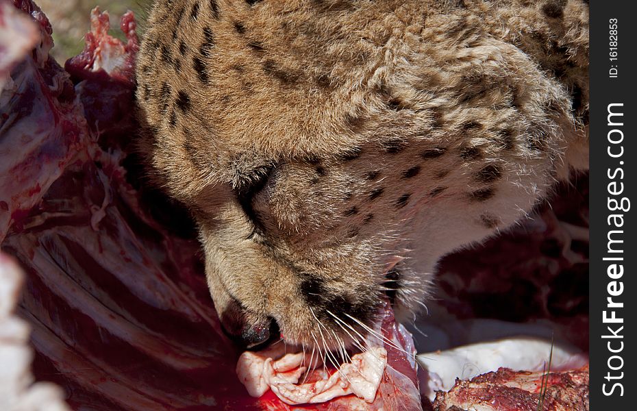 Head Of An Eating Cheetah